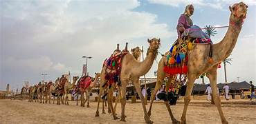 Bikaner Camel Ride Tour